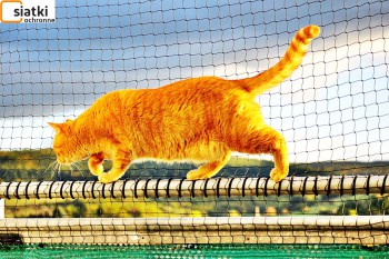 Siatki Ryki - Plastikowa niedroga siatka dla kota na balkon dla terenów Miasta Ryki